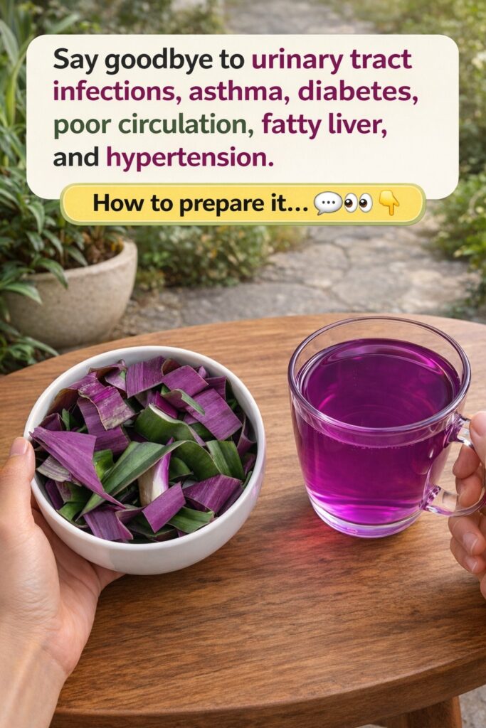 The Purple Maguey Plant: Ancient Aztec Wisdom Meets Modern Wellness – Unlock Its Surprising Healing Potential