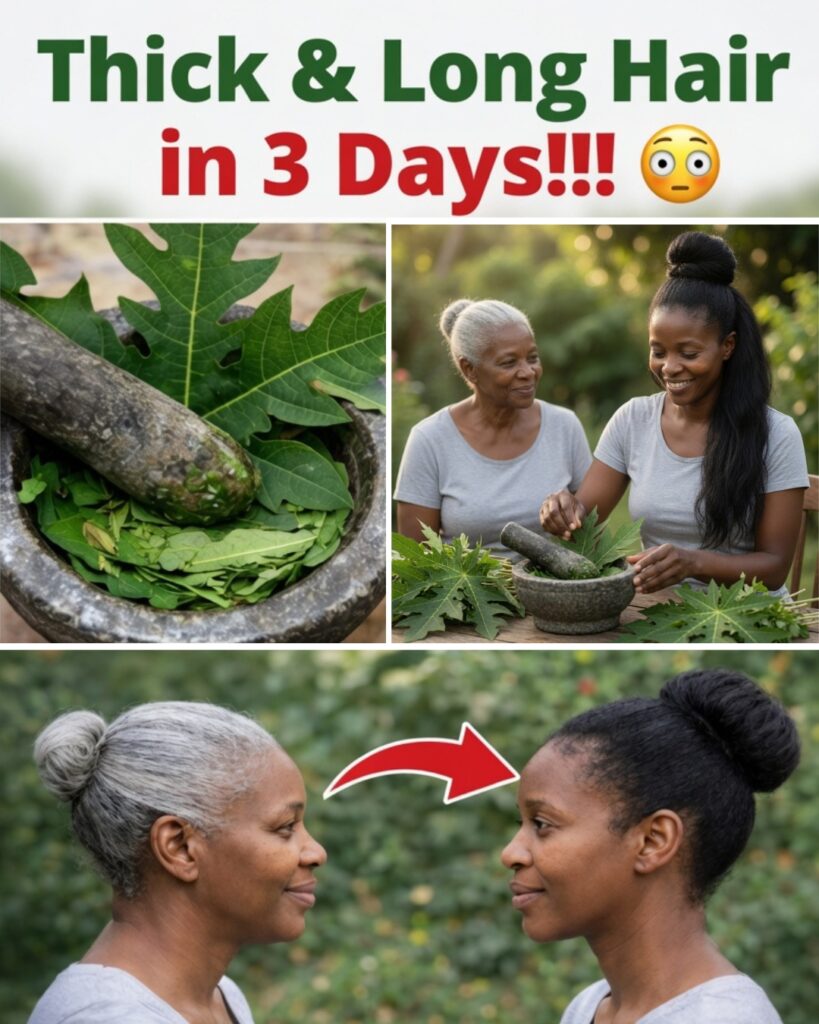 Papaya Leaves: The Overlooked Natural Powerhouse for Youthful, Thriving Hair