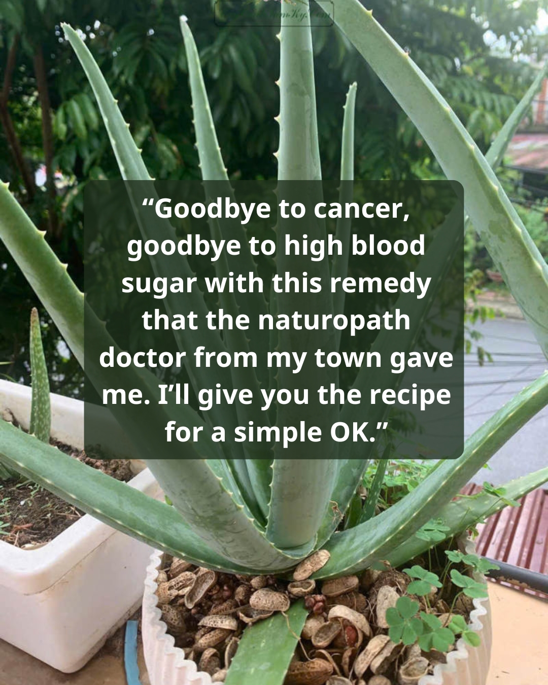 Lemon & Nopal Drink: A Natural Detox Beverage for Blood Sugar Support and Wellness