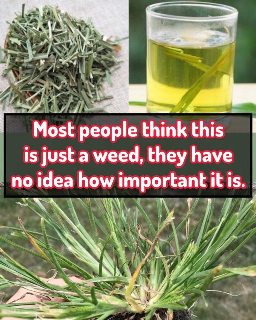 Goosegrass Benefits: 15 Powerful Uses for Health and Natural Healing