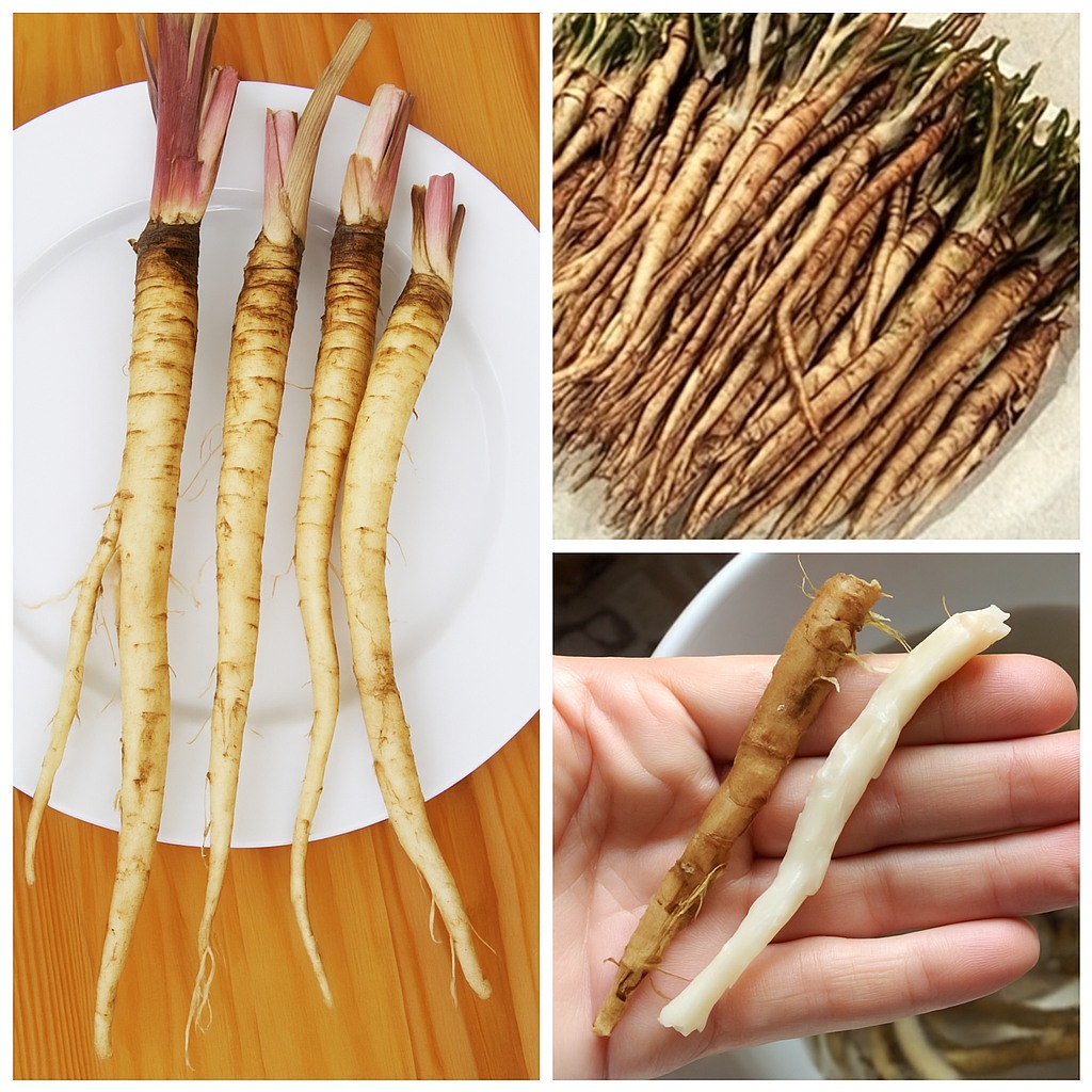 🌿 The Gentle Power of Burdock Root: A Natural Ally for Balance and Vitality